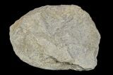 Silurain Fossil Sponge (Astraeospongia) - Tennessee #174247-1